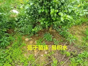 砂糖橘幼苗栽培问题 水肥管理不科学 苗木选择和栽培技术不规范